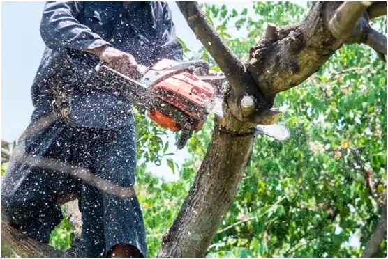 tree services North Hills